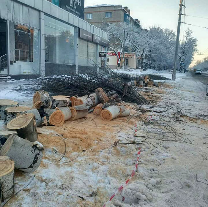 Фотофакт: в центре Краматорска массово сносят старые тополя Новости Краматорска